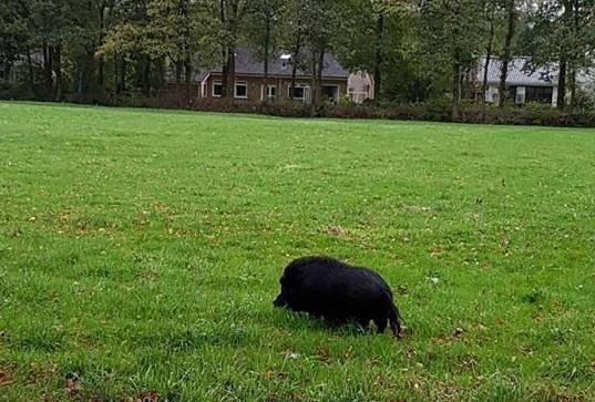 Hangbuikzwijn ontsnapt bij Landgoed Valkenstijn