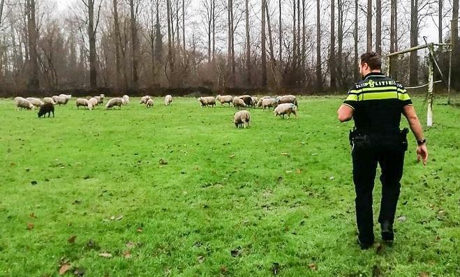 Politie vangt schapen in Assen-Oost