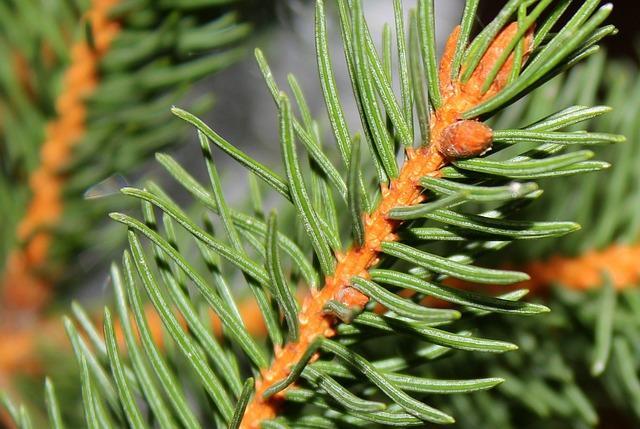 Ophaalpunten kerstbomen in Assen