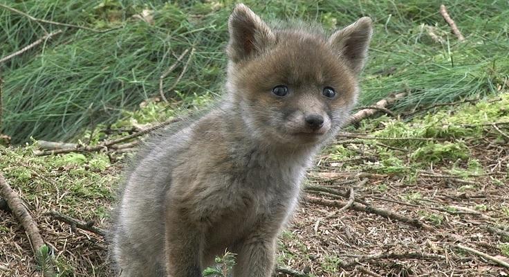 Natuurfilm Wildernis in Drenthe opnieuw te zien