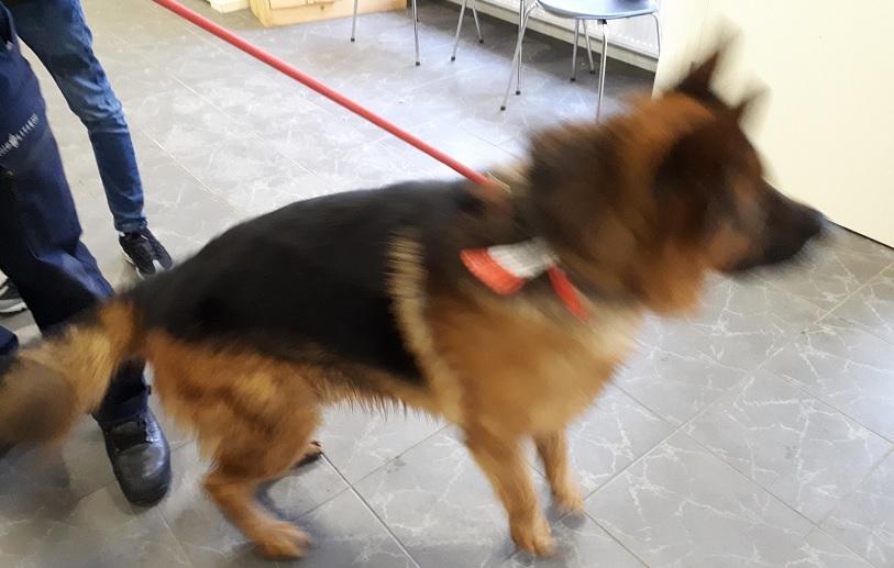 Politie zoekt eigenaar van deze hond