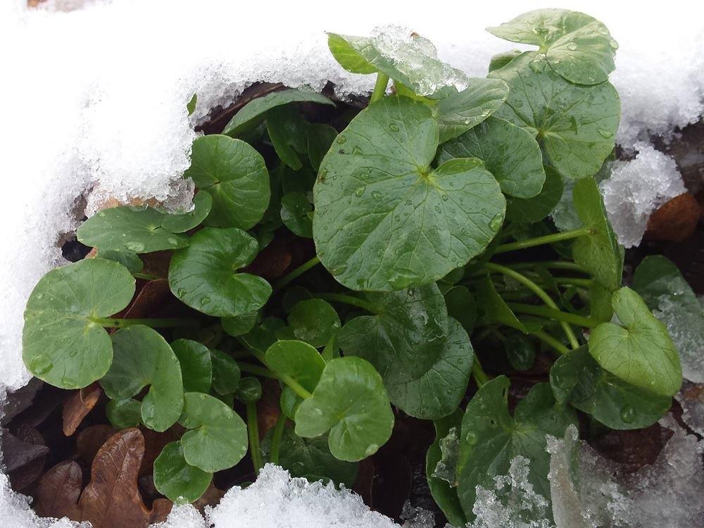 Aankondiging Eetbare wilde planten in het Asserbos