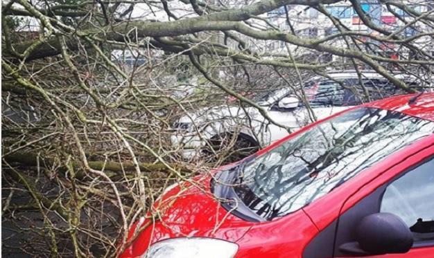 Boom valt op auto Dotterbloemstraat