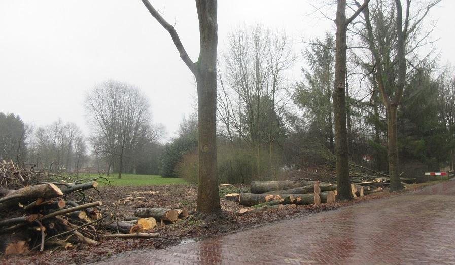 Elf bomen Dennenweg worden gekapt voor herinrichting