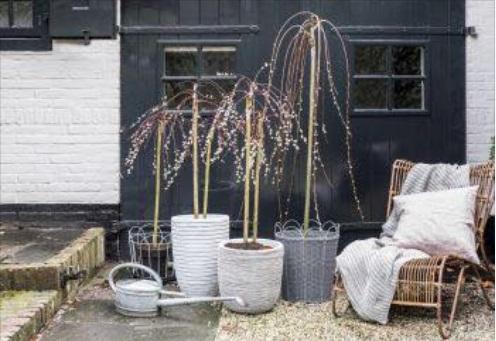 Tuinplant van de maand februari: Salix