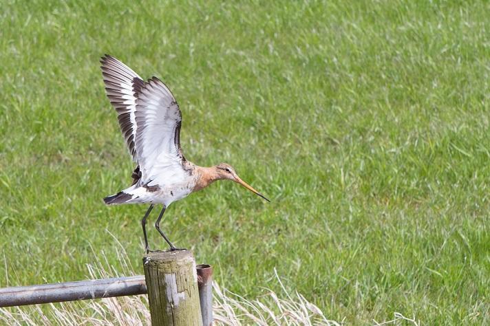 Landschapsbeheer Drenthe zoekt vrijwillige weidevogelbeschermers