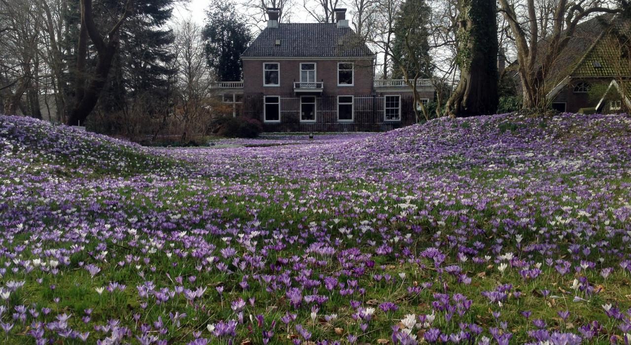 Krokuswandelingen op landgoed Overcingel