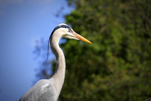 Jaarverslag weidevogelbescherming: hoopvol, maar we zijn er nog niet