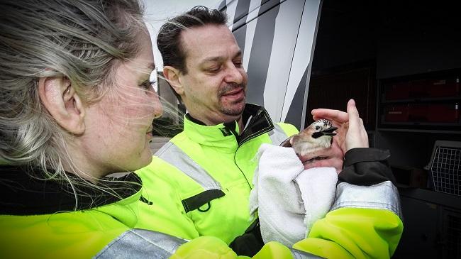 Hoveniers redden Vlaamse gaai uit boom (Video)