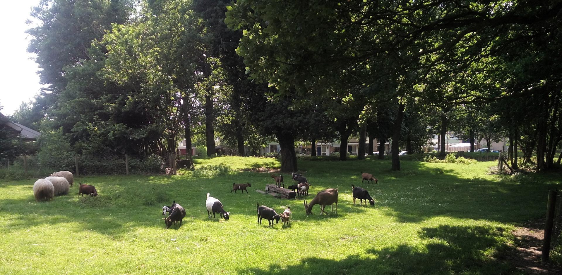 Kinderboerderij Pittelstee in Pittelo zoekt dringend vrijwilligers