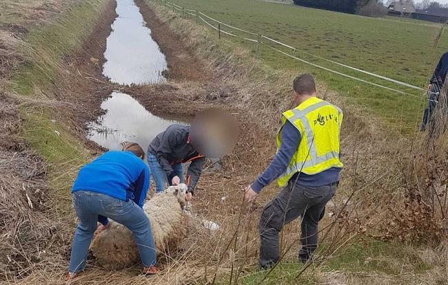 Losgebroken schaap loopt op A28 