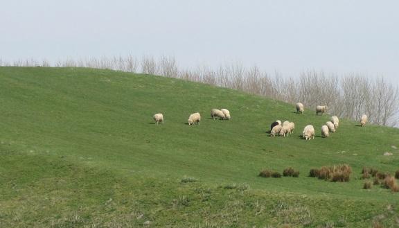 Schapen doen groenonderhoud in Assen