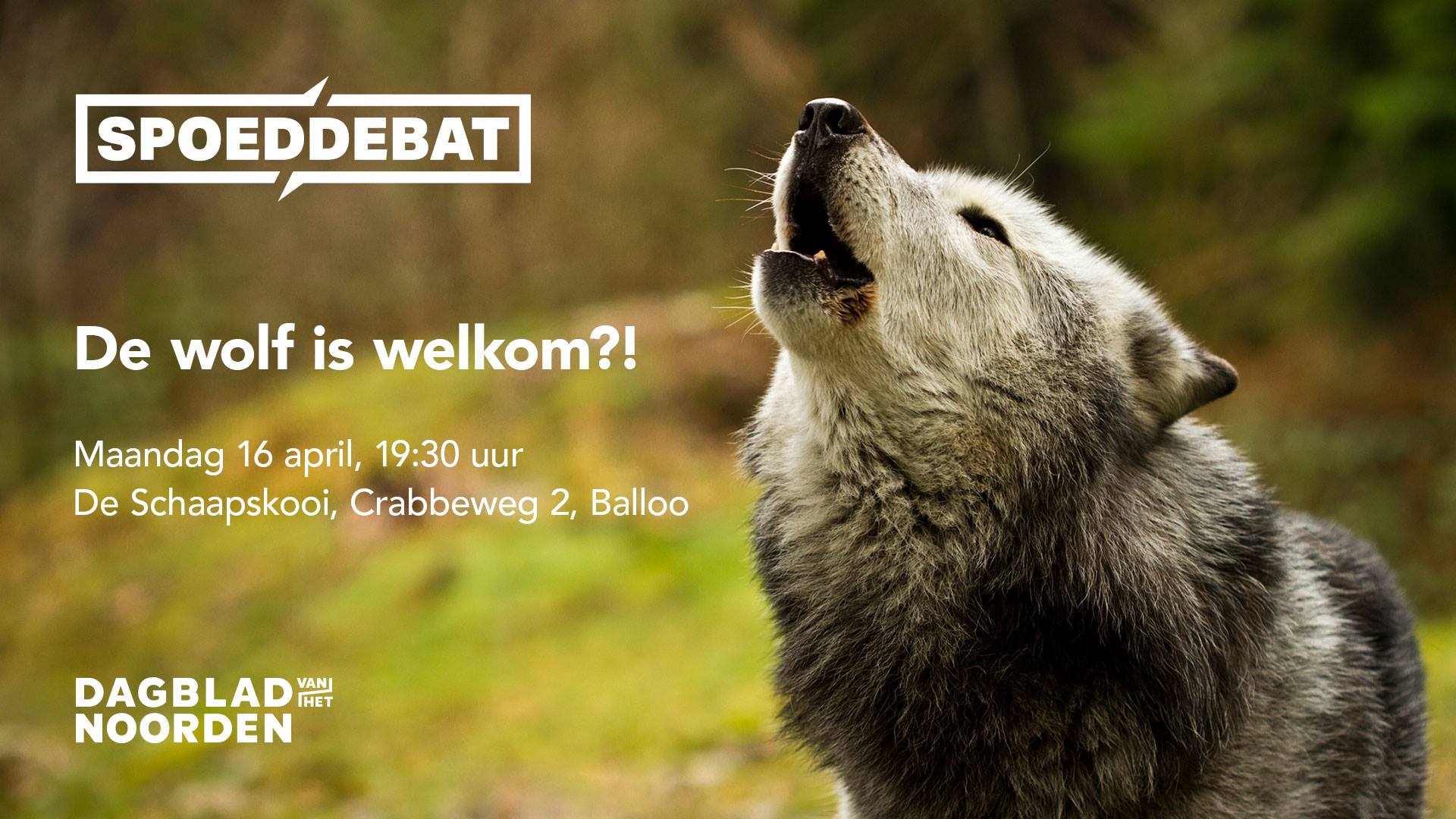 Spoeddebat in schaapskooi Balloo: De wolf is welkom?! 