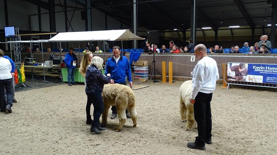 Alpaca-show bij Sunrise Stables in Assen (Video)