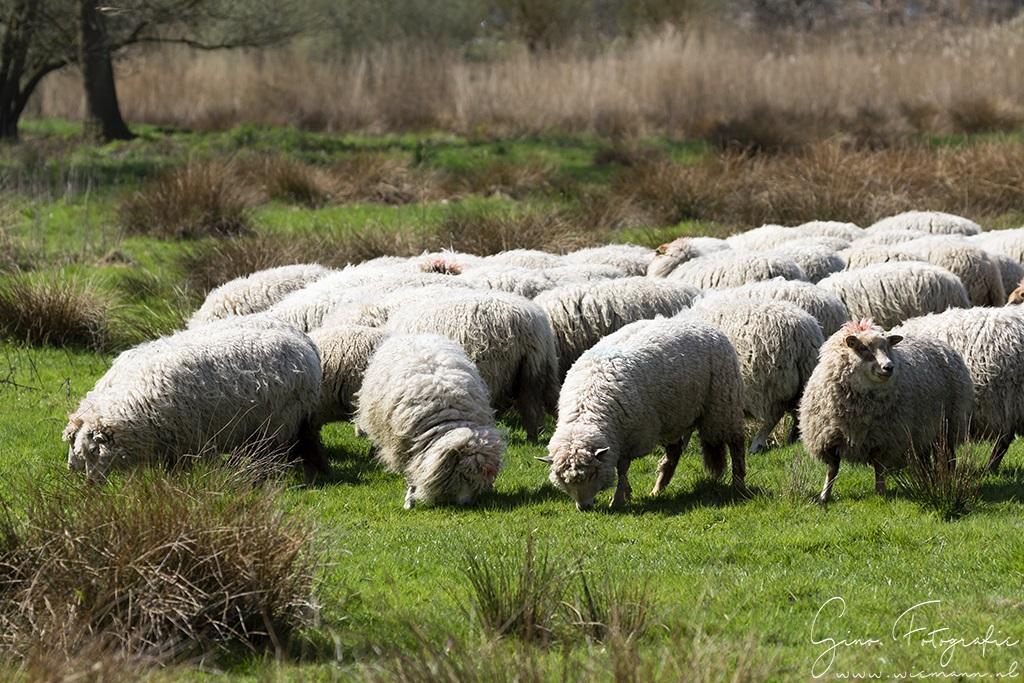 Schaapjes lopen weer op weide gebied Landjes te Marsdijk