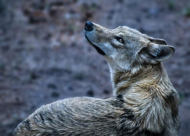 Provincie Drenthe start overleg over maatregelenpakket wolf