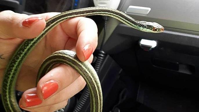 Man (47) steelt slang uit dierenspeciaalzaak