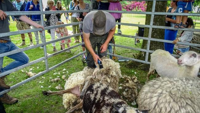 Vrijdag schapen scheren in de Tuin van Assen