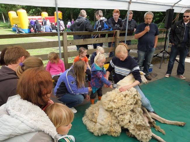 Schapenscheren bij Duurzaamheidscentrum Assen