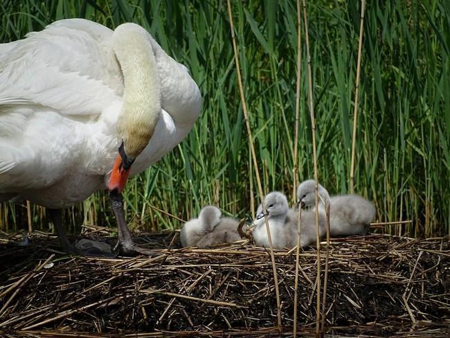 Kloosterveen heeft er een zwanenfamilie bij