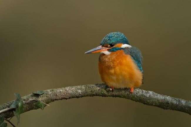 Vogelexcursie in het Asserbos