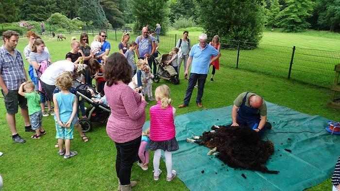 Zelf schapenscheren op kinderboerderij Hofstede (Video)