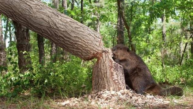 Bever-Excursie door Wereld Natuur Fonds