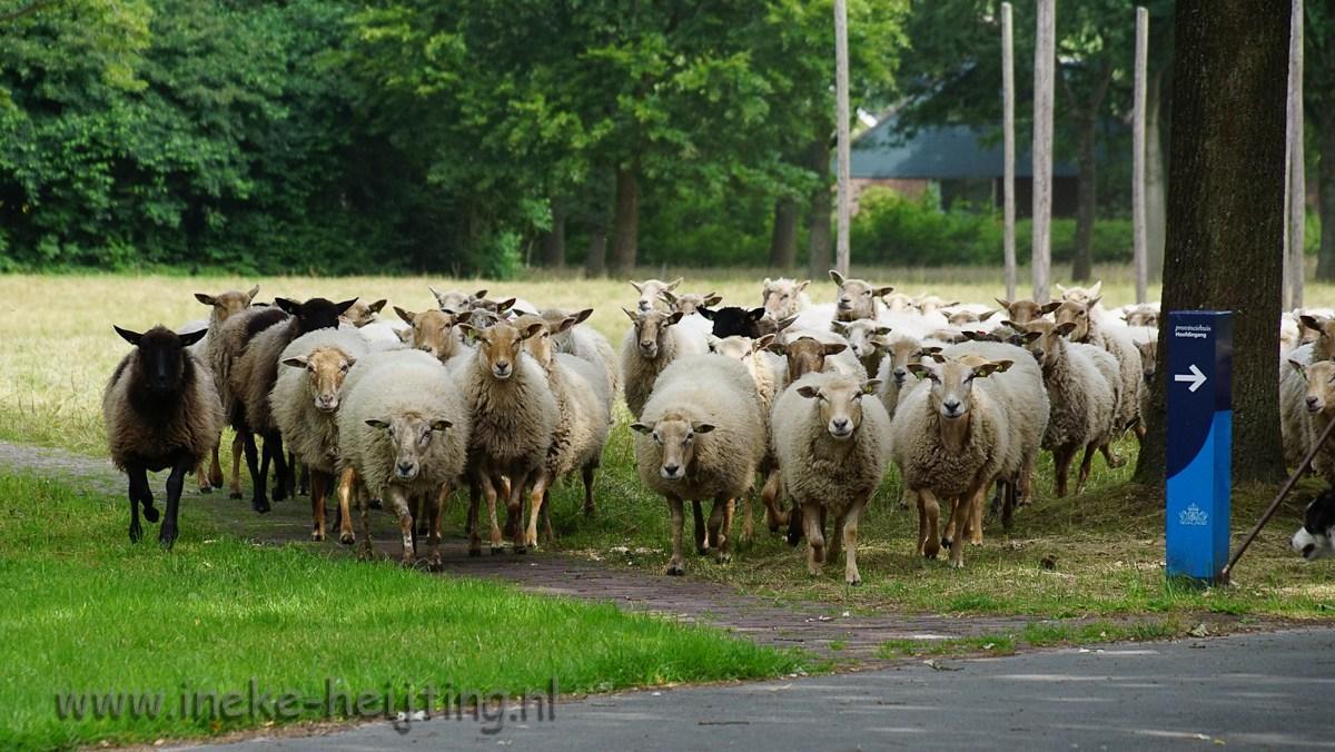 Schaapskudde wandelt terug naar Witterveld