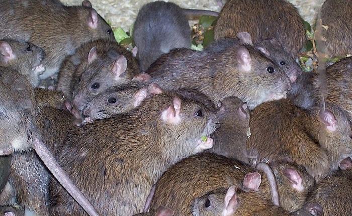 Keuken Asser kazerne dicht door ratten- en muizenplaag