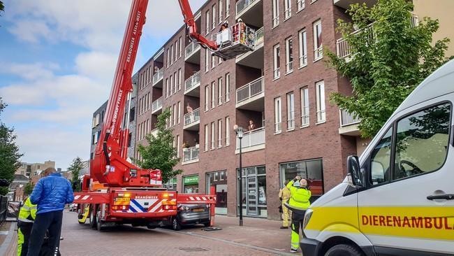 Brandweer haalt opnieuw vogel van balkon in Asser centrum