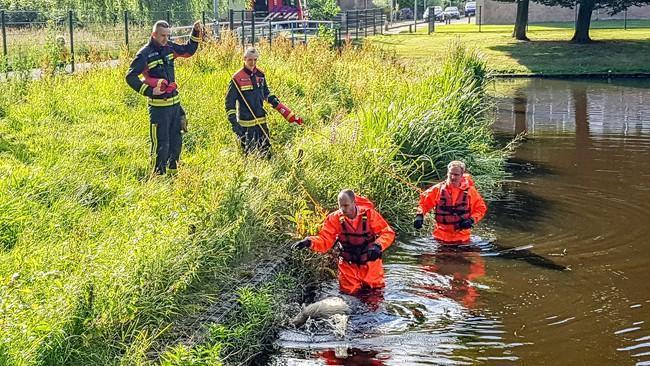 Varkentje neemt frisse duik bij kinderboerderij Assen (Video)