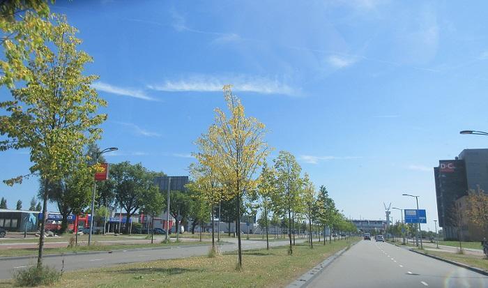 Bomen verliezen blad door droogte