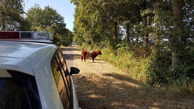 Stier aan de wandel in Amen