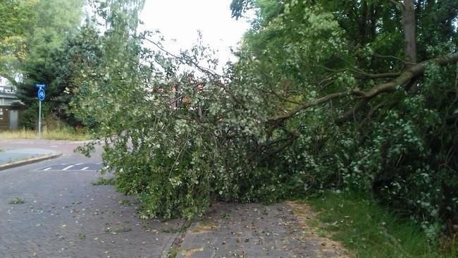 Boom knapt in Assen-Oost