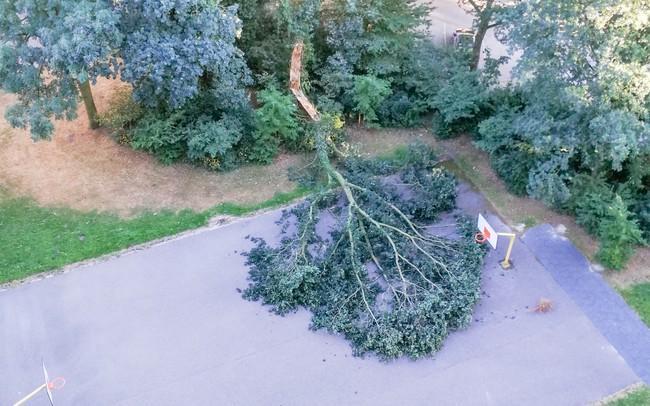 Boom valt op basketbalveldje Smetanalaan