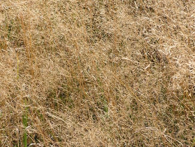 Sportvelden in gemeente Assen langer gesloten door droogte