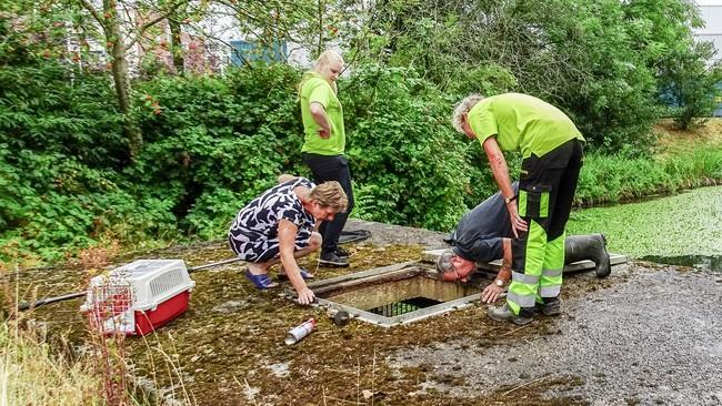 Reddingsactie van waterhoentjeskuikens in Assen