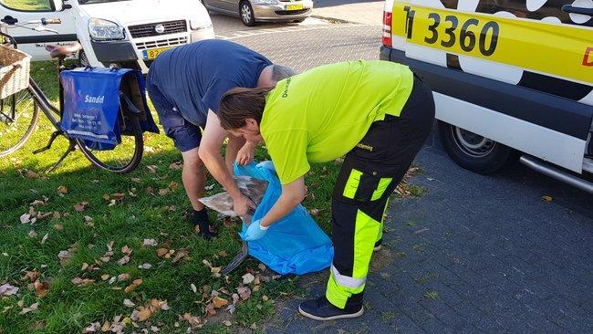 Verdriet in Kloosterveen: zwaan vliegt zich dood bij proefvlucht