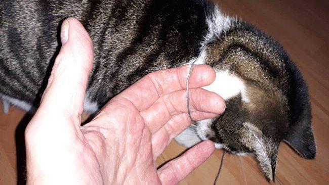 Politie zoekt informatie over kat met strop om de nek