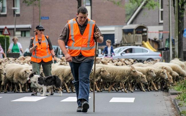 Asser schaapskudde gaat weer naar winterverblijf