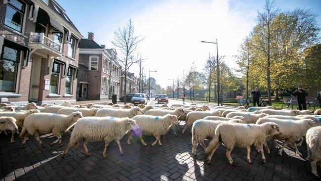 Fotos: Schaapskudde loopt dwars door Assen naar Witten