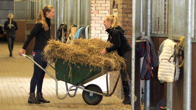 Open Dag bij Terra MBO Hippische opleidingen in Assen