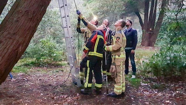 Brandweer redt kat uit boom van Zuiderbegraafplaats (Video)