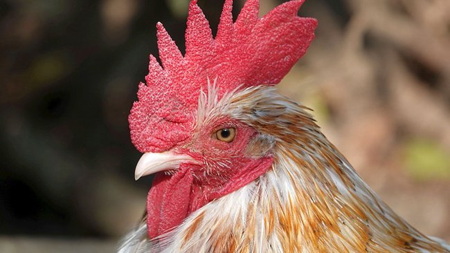 Kinderboerderij Lariks haalt hanen weg na klachten