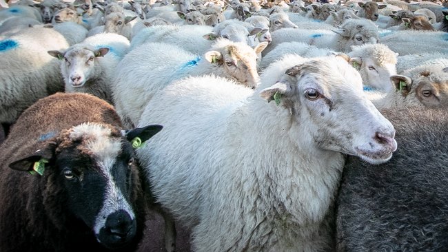Enzo Knol helpt bij lammeren schapen Landschapsbeheer Witterveld (Video)