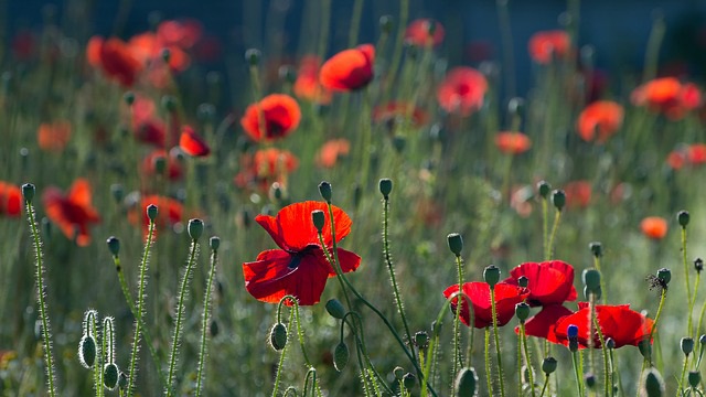 GroenLinks wil meer wild bloemengroen in Assen 