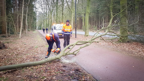 Boom valt op fietspad Hoofdlaan