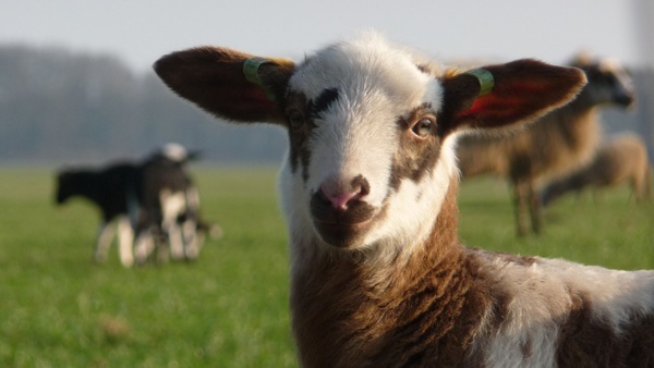 Lammetjesdag op het Hijkerveld