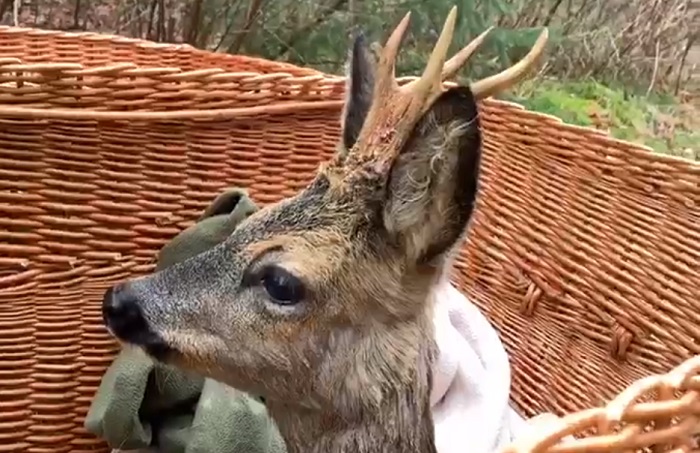 Dierenambulance redt Reebok uit Drentse Hoofdvaart bij Assen