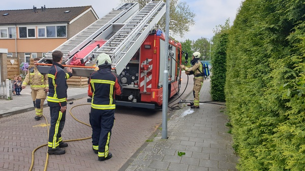 Coniferen vatten vlam in Pittelo